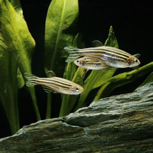 Zebra Danio