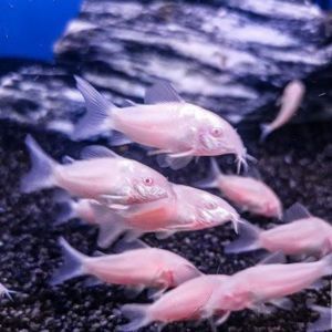 Albino Corydora