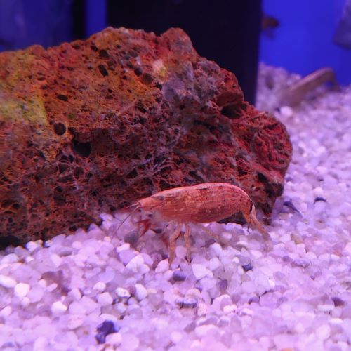 Bamboo Shrimp