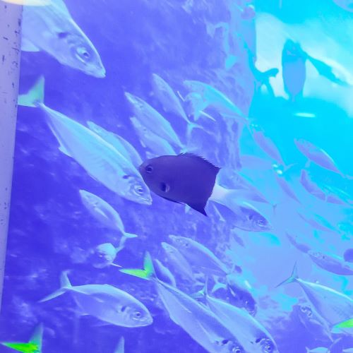Bicolour Chromis