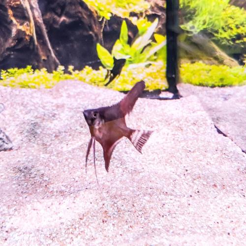 Black Angelfish