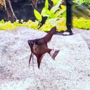 Black Angelfish