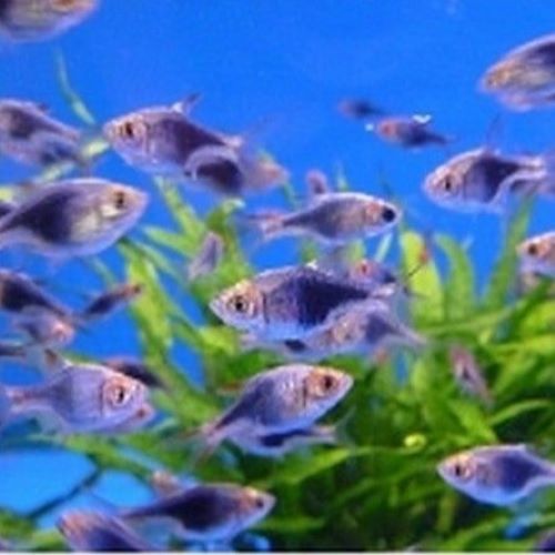 Black Harlequin Rasbora