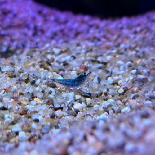 Blue Cherry Shrimp