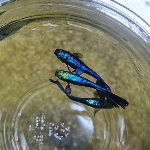 Blue Moscow Guppy