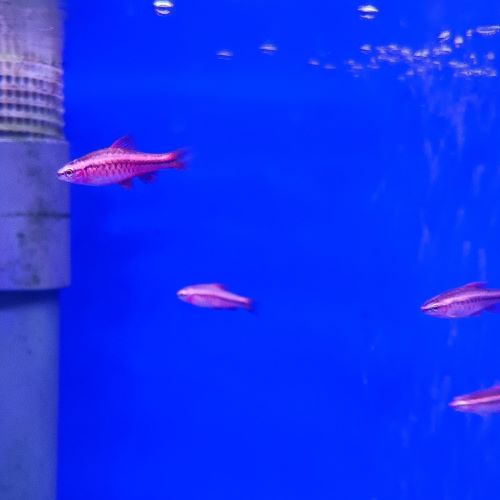 Cherry Barb tropical aquarium fish tank