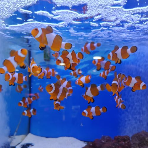 Common Clownfish