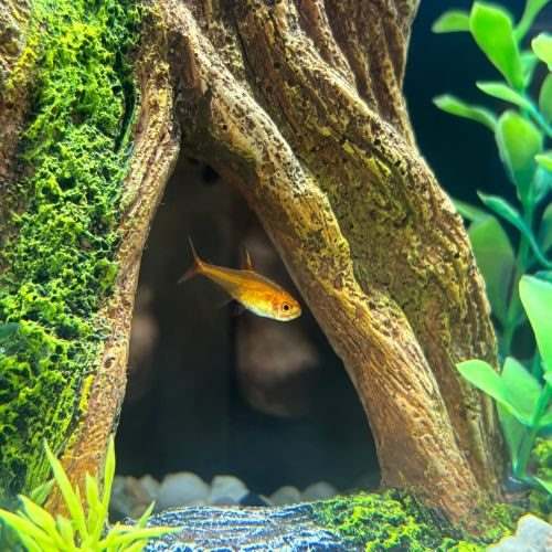 Ember Tetra