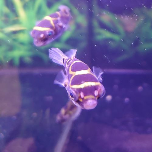Figure of 8 Pufferfish