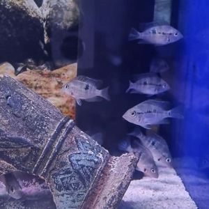 Firemouth Cichlid