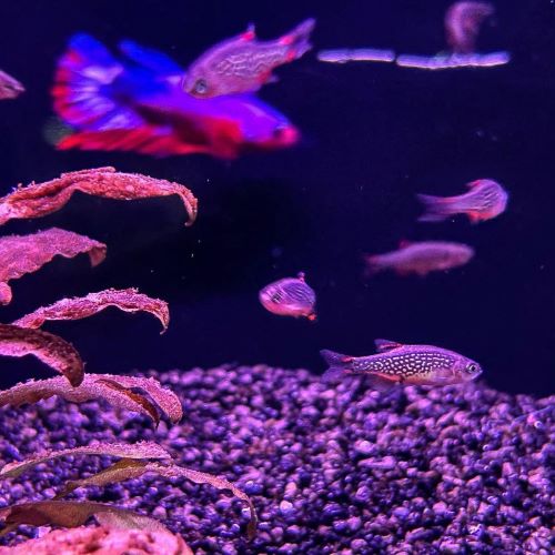Galaxy Rasbora