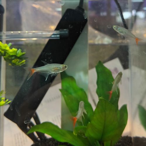 Glass Bloodfin Tetra Prionobrama filigera