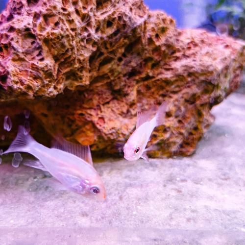 Gold Ram dwarf cichlid tropical fish aquarium