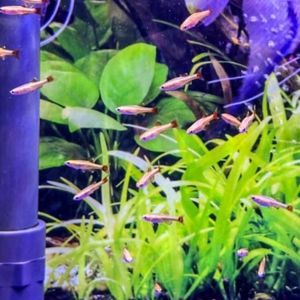 Gold White Cloud Mountain Minnow