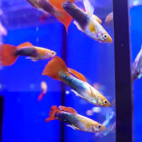 Golden Red Tuxedo Guppy tropical fish tank aquarium