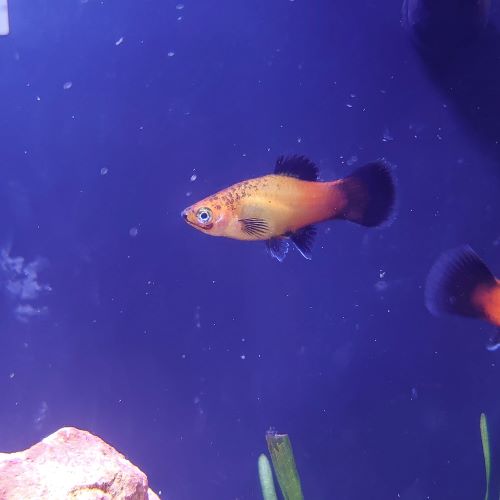 Golden Wagtail Platy