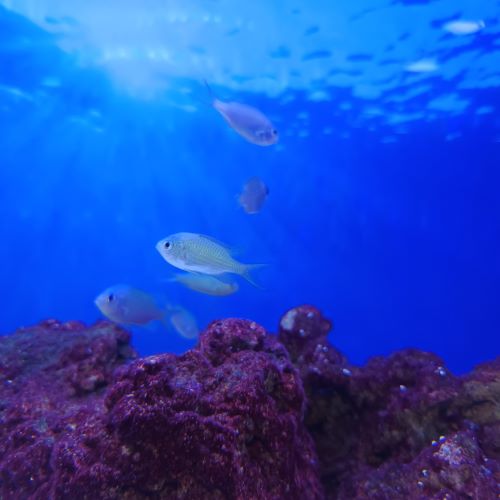 Green Chromis