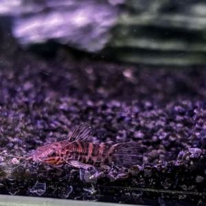 Hoplo Catfish
