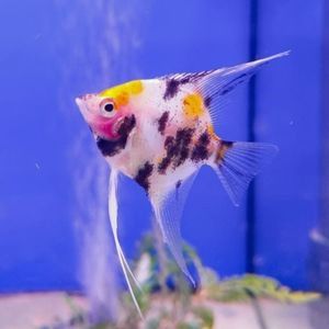 Koi Angelfish Tropical Aquarium Fish South American