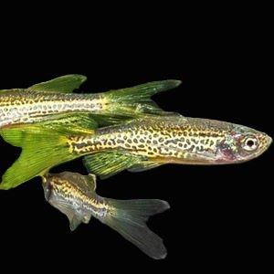 Long Fin Leopard Danio