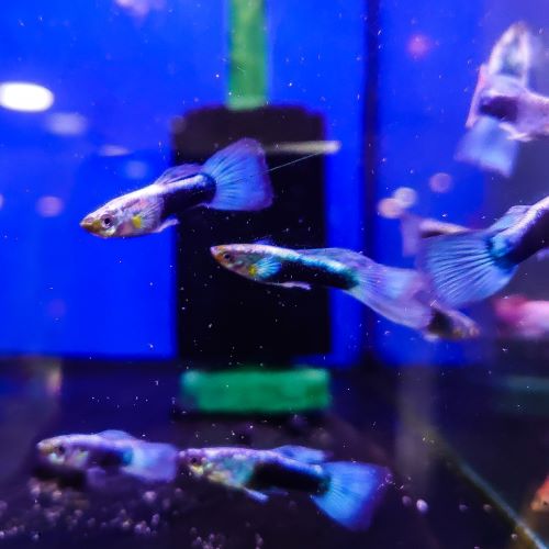 Neon Blue Guppy