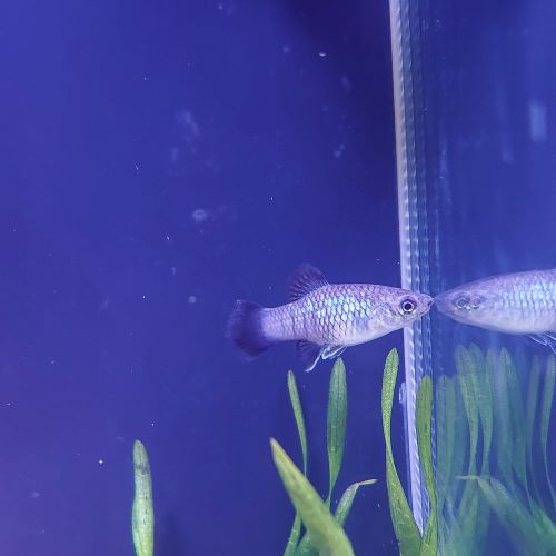 Neon Blue Wagtail Platy