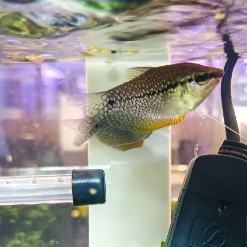 Pearl Gourami