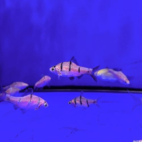 Pentazona Barb