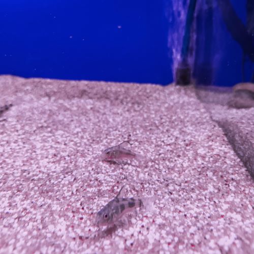 Peppered Corydora