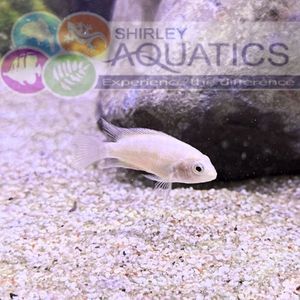 Platinum Convict Cichlid