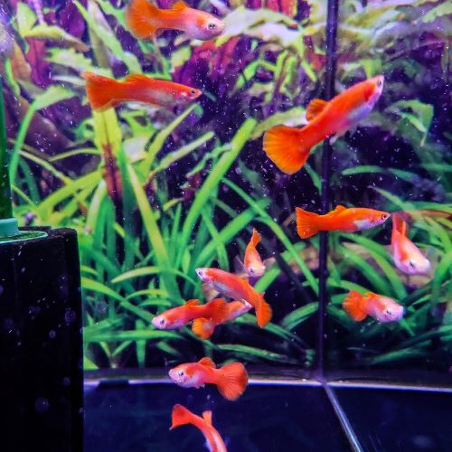 Red Blonde Guppy