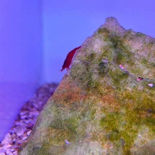 Red Cherry Shrimp
