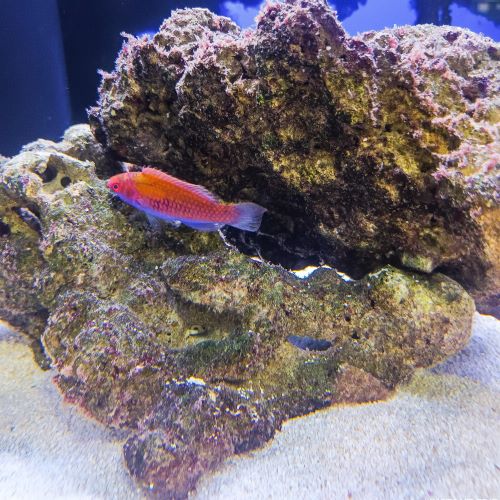 Red Eye Fairy Wrasse