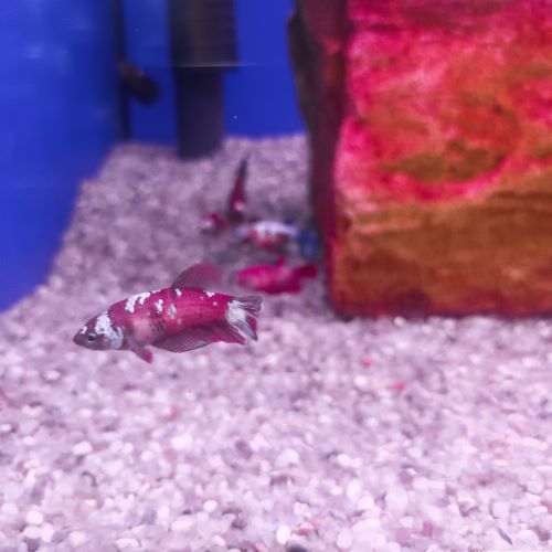 Red Galaxy Female Betta