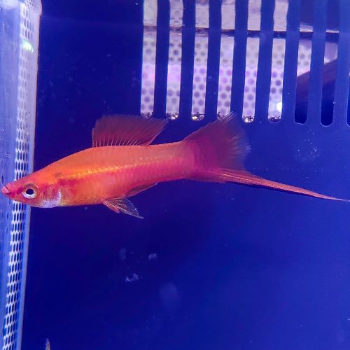Red Swordtail