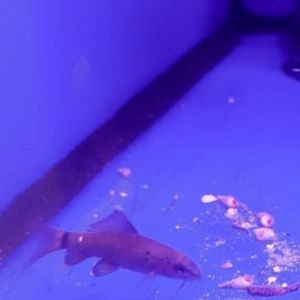 Red Tail Black Shark