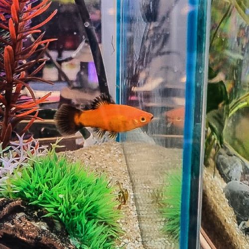 Red Wagtail Swordtail