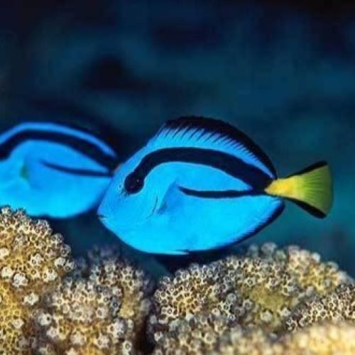 Regal Tang