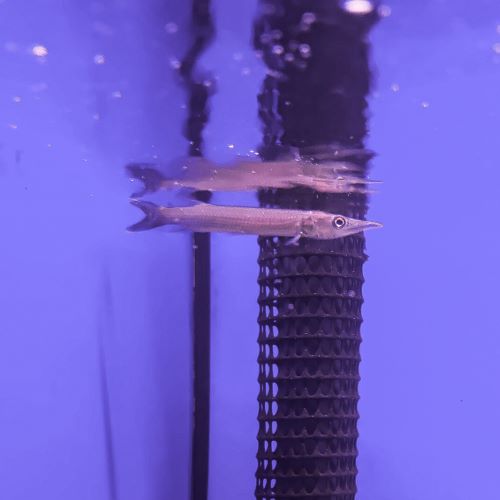 Rocket Gar