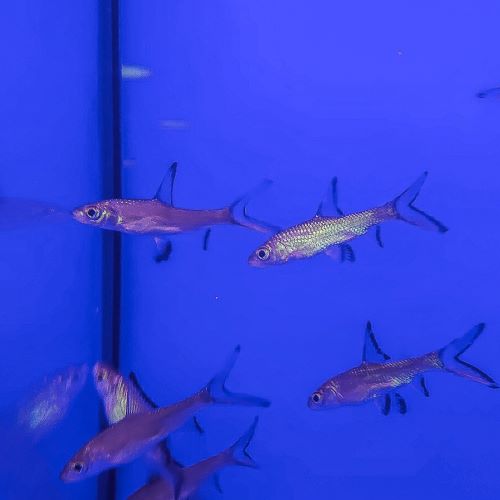 Silver Shark tropical aquarium fish tank