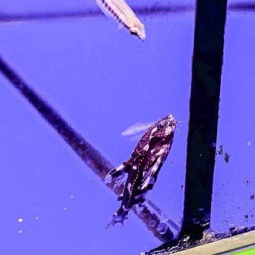 Spotted Raphael Catfish Agamyxis pectinifrons