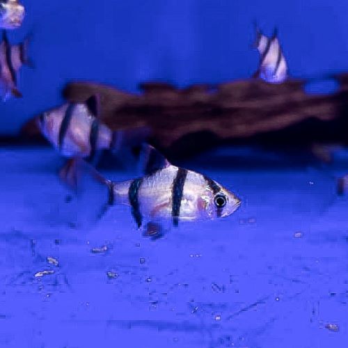 Tiger Barb