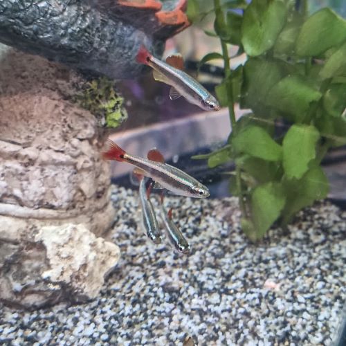 White Cloud Mountain Minnow