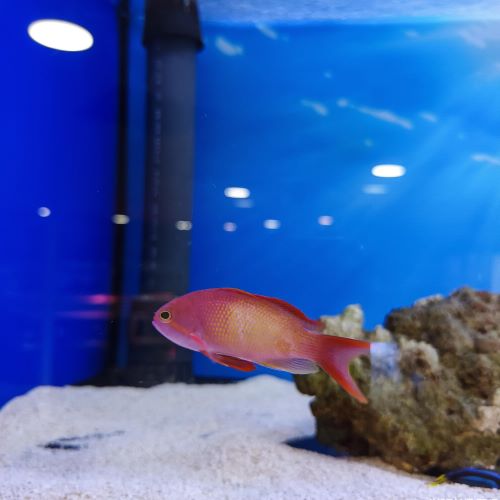 Wreck Fish