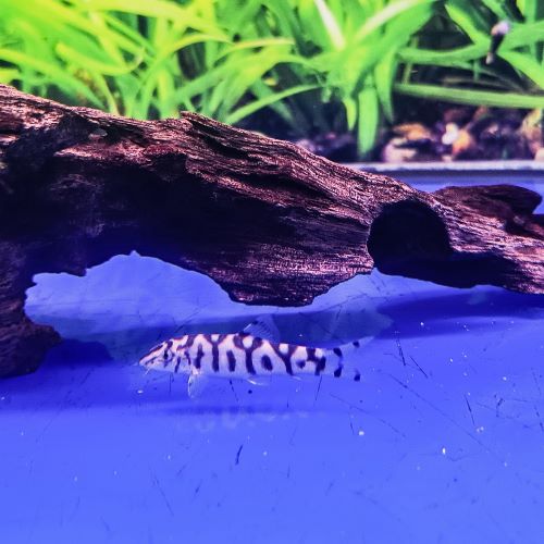 Yoyo Loach