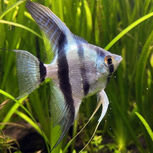 Common Angelfish tropical aquarium South American fish
