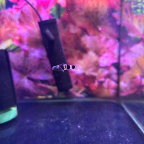 Bumblebee Goby