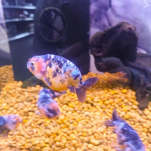Calico Ranchu