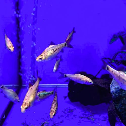 Gold Barb tropical fish aquarium