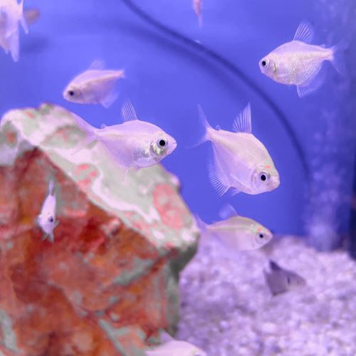 Gold Widow Tetra